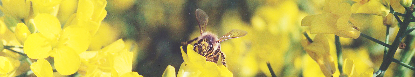 Biene auf gelber Blüte  © Dienstleistungszentren Ländlicher Raum